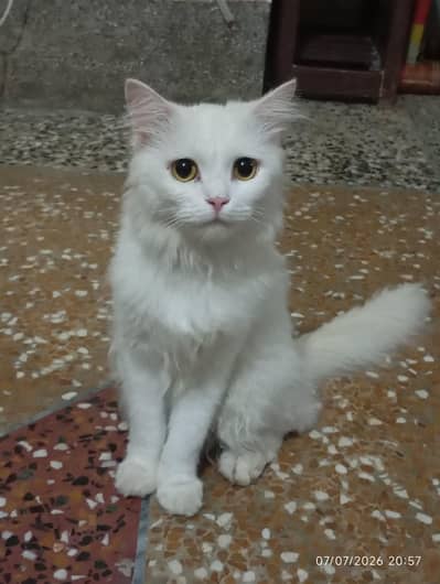 Turkish Angora Cute Female Breed