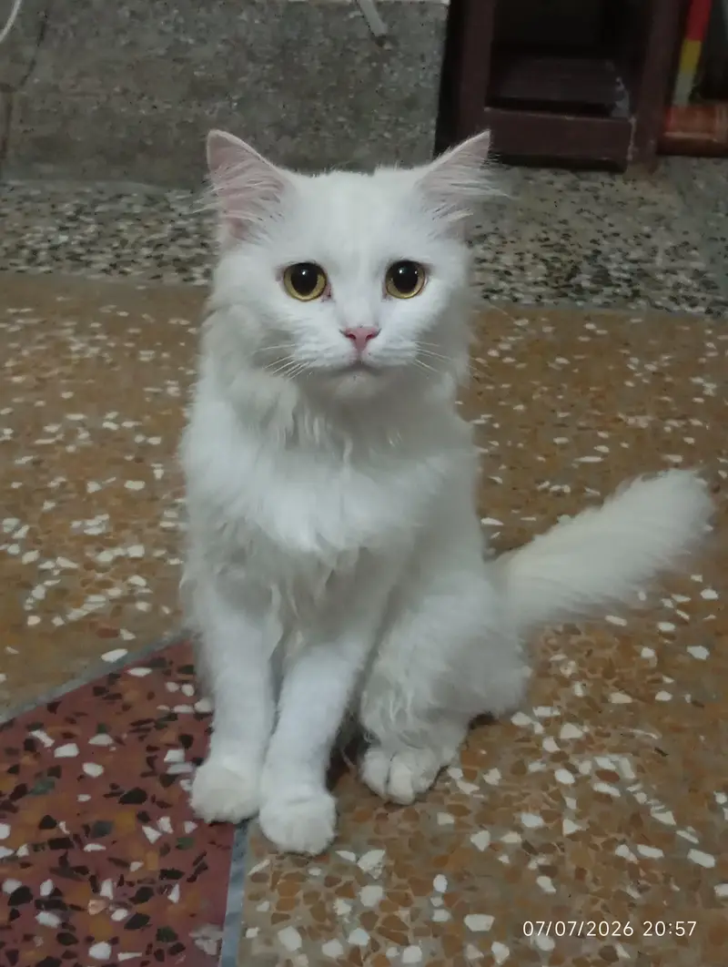 Turkish Angora Cute Female Breed