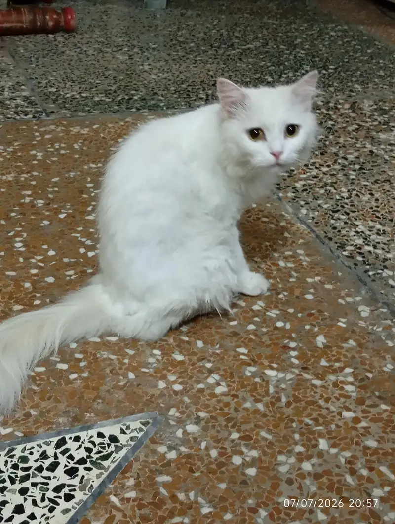 Turkish Angora Cute Female Breed — photo 2