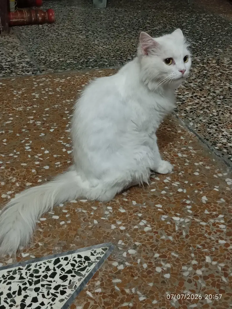 Turkish Angora Cute Female Breed — photo 3