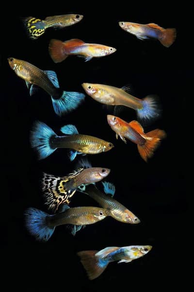 GUPPIES FOR SALE