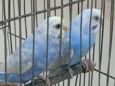 Violet Cobalt Rainbow Pair Ready for Bread