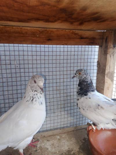 kabatur nar Madi for sale in layyah