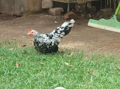 black moulted Japanese