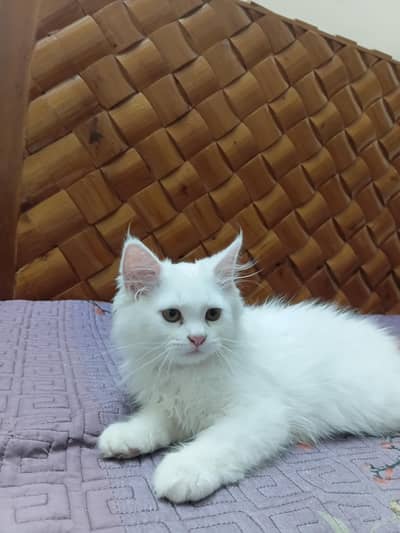 Beautiful Pure White Persian Kitten For Sale – Highly Active