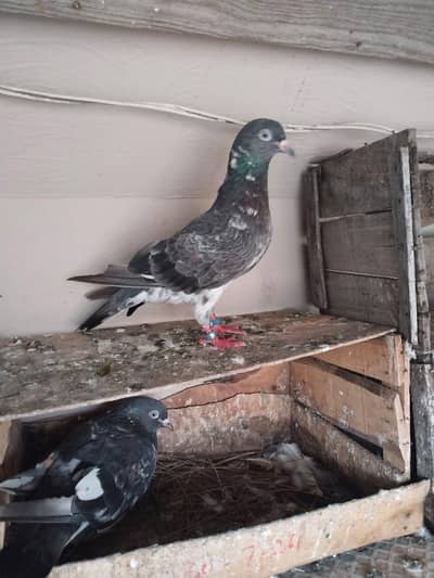 Pigeons for sale
