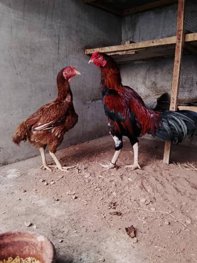 Aseel high quality minawali pair i avilable for sale