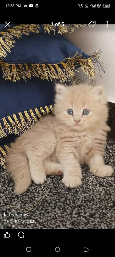Persian cat