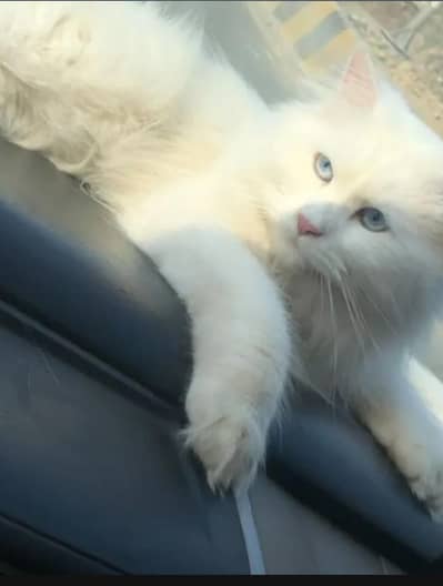 cat pershion