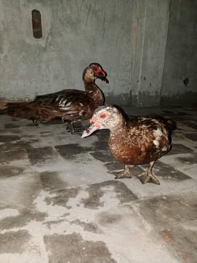 Margabe black  ducks pair
