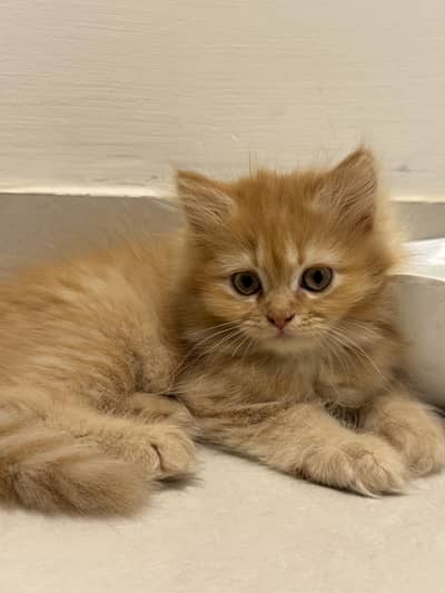 Litter trained kittens