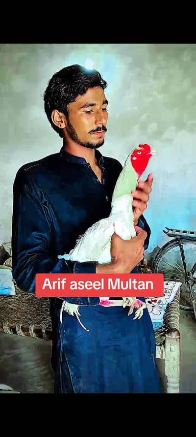 Masha Allah top quality bird white location Multan cargo all Pakistan