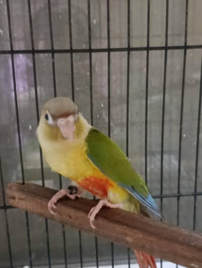 Young pair of conure.