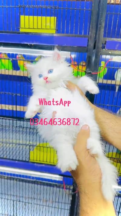 Persian cat 3 coated 5 phase vaccinated delivery all Pakistan