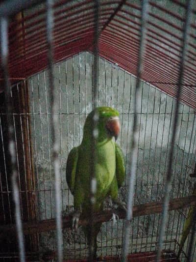 just Lana vela rabta kar please final price 3700