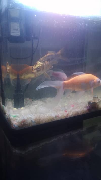 3 golden fish & 1 diamond fish withe whole aquarium setup up for sale.
