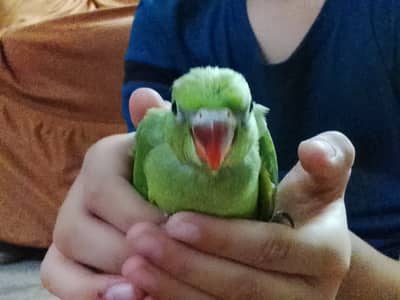 Green parrot Ringneck chick
