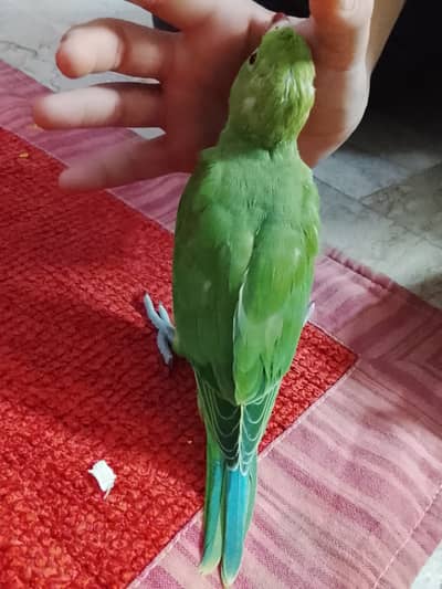 Green parrot Ringneck chick