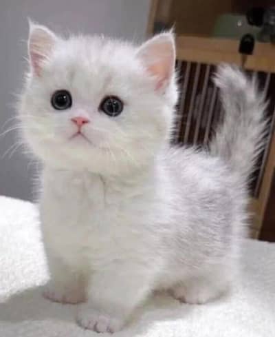 baby cat