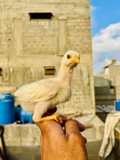shamo chick