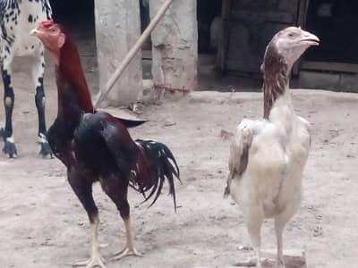 Aseel mainwali pair