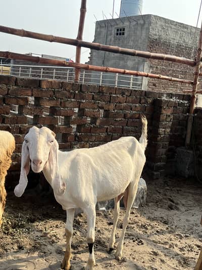 Bakri 17 din ki bachi k sath hai or dumba bhi