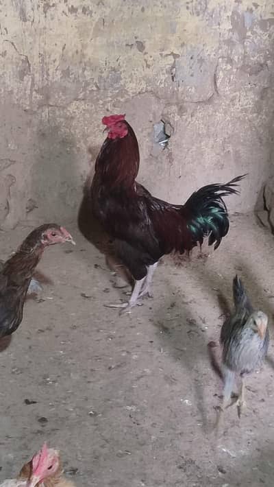 Desi male hen for sale