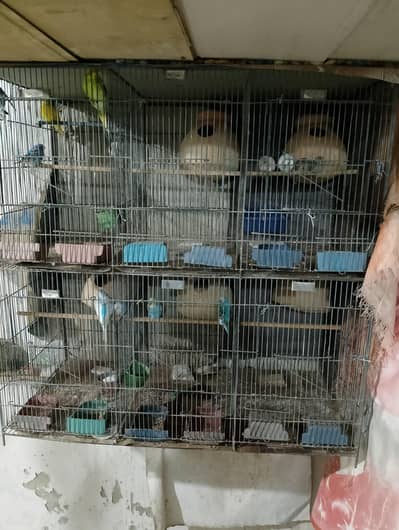 Cages & Birds for Sale