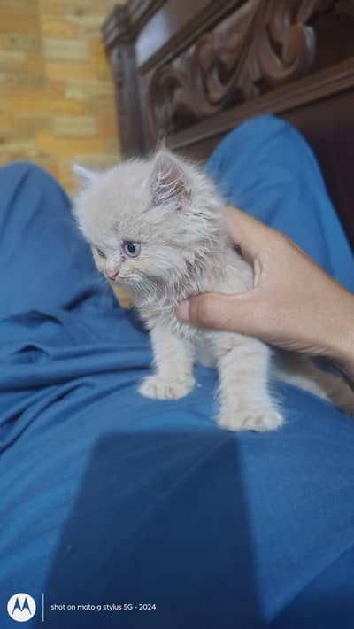 kitten for sale