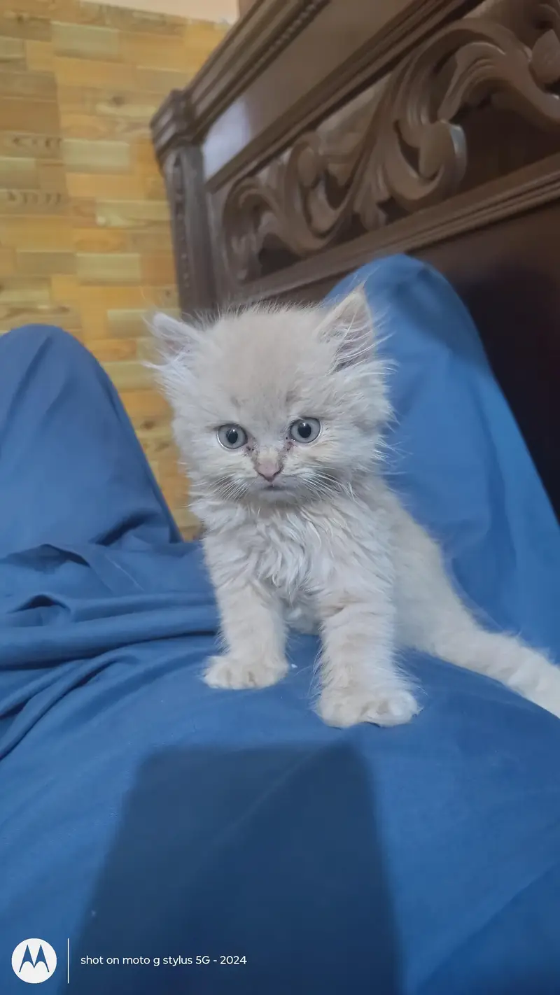 kitten for sale — photo 2