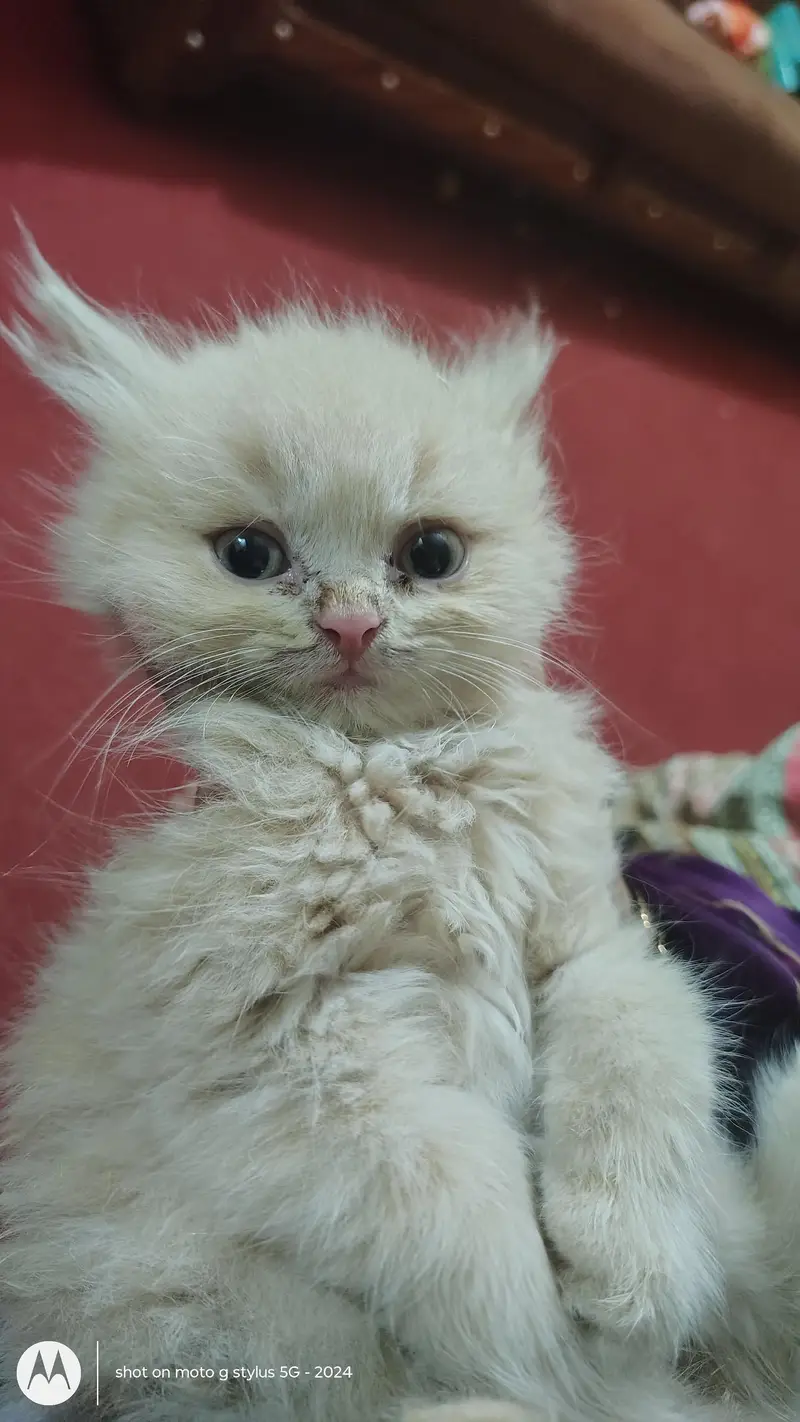 kitten for sale — photo 3