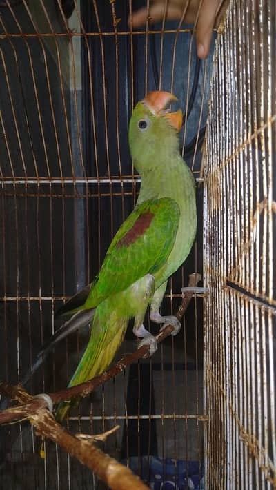 male parrot hand tame