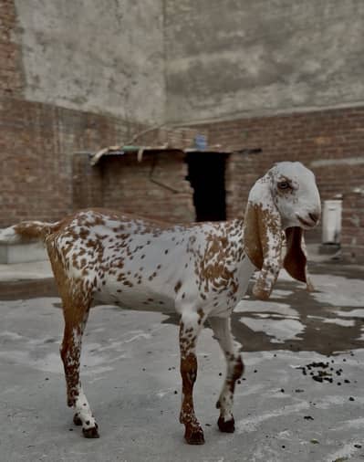 Makhi Cheeni Strong Blood Line wali Female Kid 3 Months