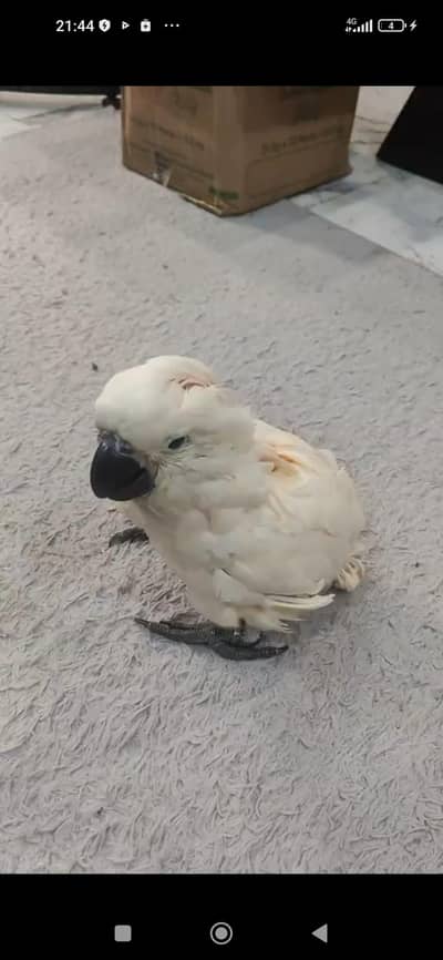 Kaka 2 parrot chips for sale contact me WhatsApp number 0314 046 81 14