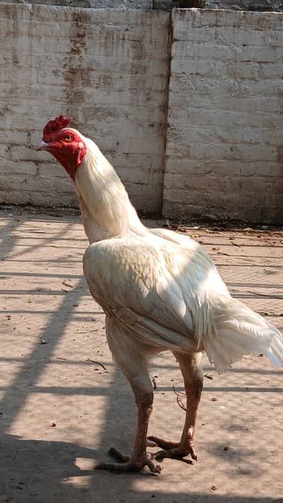 Aseel murga