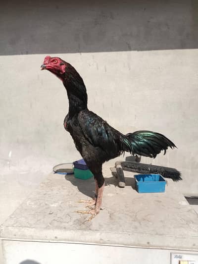 Pure Panus Necklocker Chicks 0313-#-4059569| Thai Aseel Burmi Pakoy