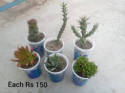 plants 0.3. 1.4.7.4. 4.7. 5.2. 4