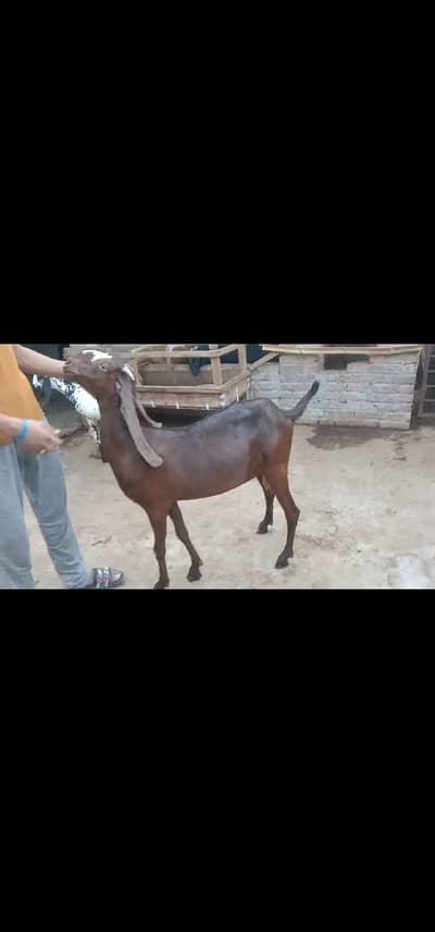 Nagri breed