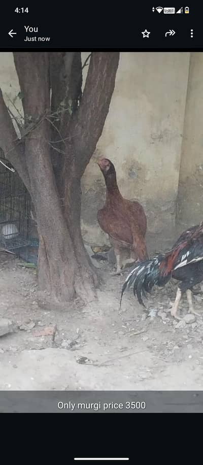 aseel two females and cage for sell