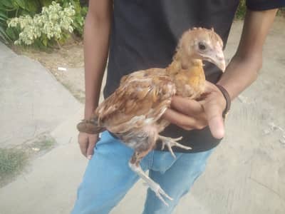 misri chick for sale