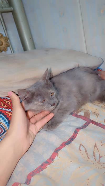 for sale grey persian kitten