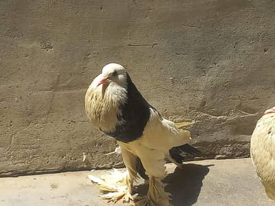 pouter/ gubara piegion