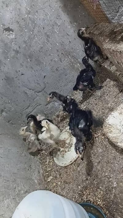 اصیل + بینٹم