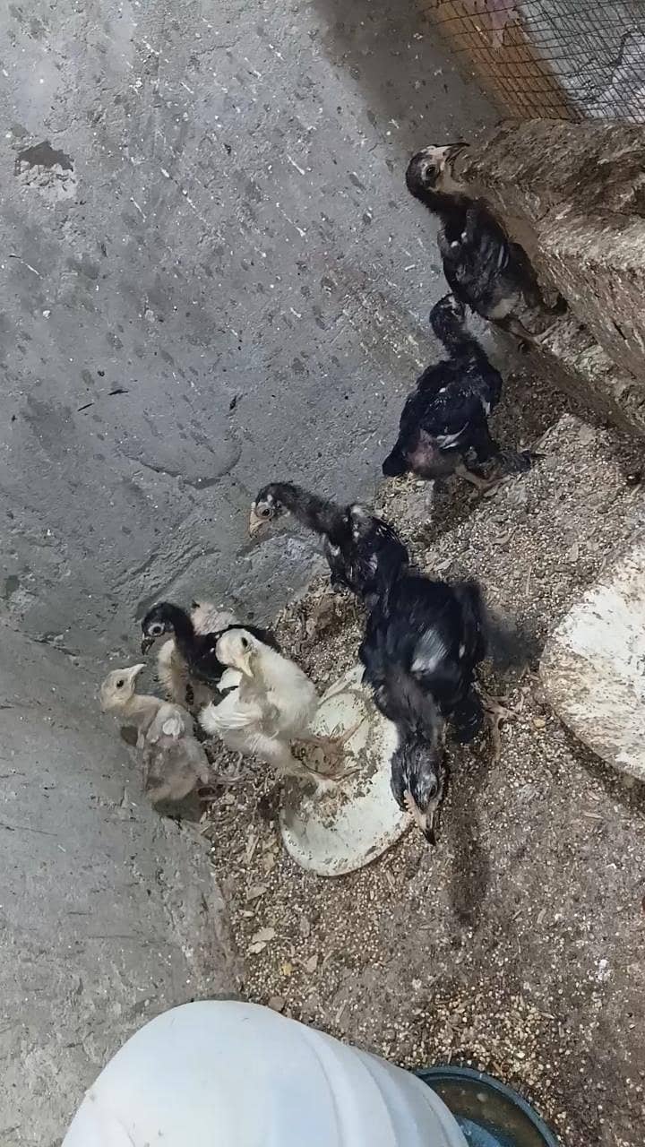 اصیل + بینٹم 0