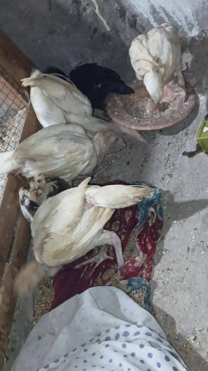 اصیل + بینٹم 1