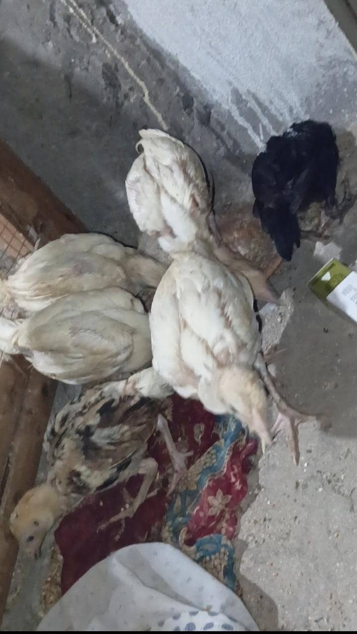 اصیل + بینٹم 2