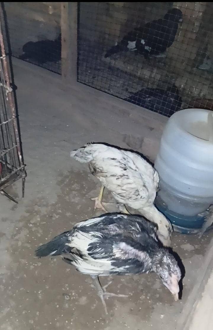 اصیل + بینٹم 3