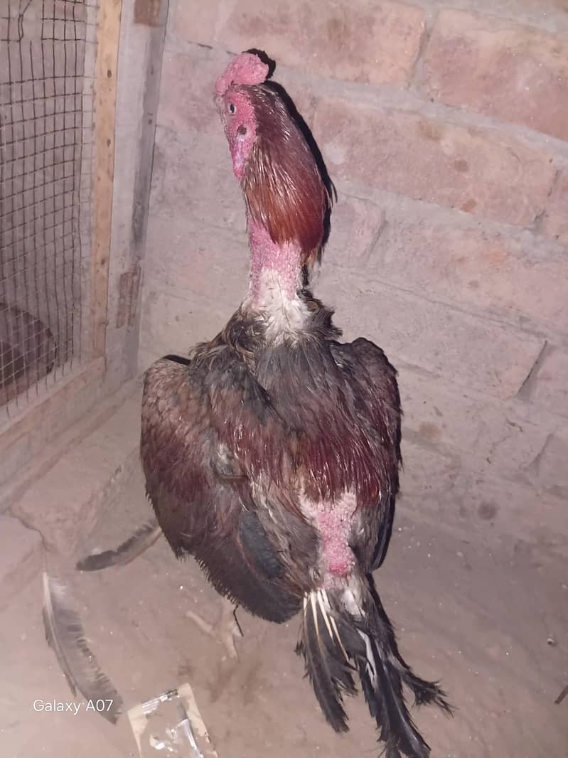 اصیل + بینٹم 4