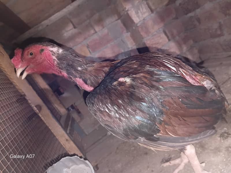 اصیل + بینٹم 5