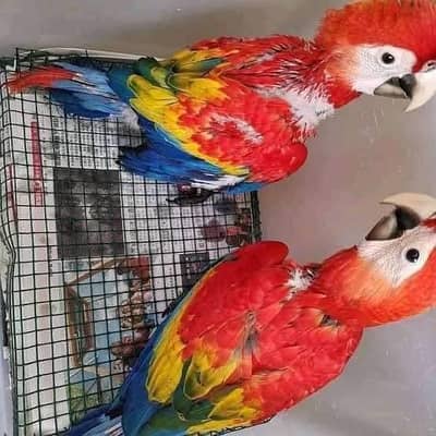 Macau red macaw parrot 6 month age 03419358085